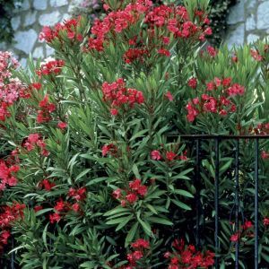 Nerium oleander Red 13 cm pot