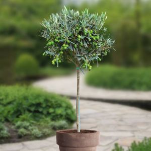 Standard Olive - Olea Europaea