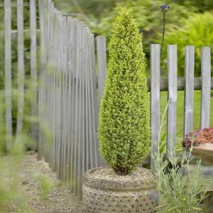 Juniperus communis Compressa 9 cm pot