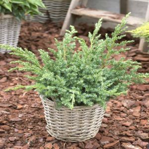 Juniperus Blue Swede 9 cm pot