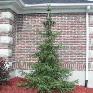 Picea omorika