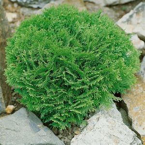 Thuja occidentalis Danica
