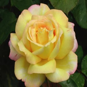 Peace (Gloria Dei) Hybrid Tea Rose
