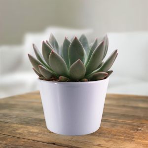 Echeveria spica