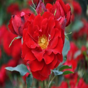 Rose Floribunda Red Wanderer 3ltr Pots