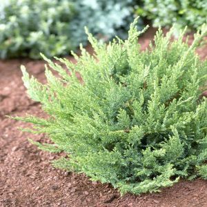 Juniperus sabina Tamariscifolia 9 cm pot