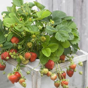 Strawberry Darselect 7cm pot