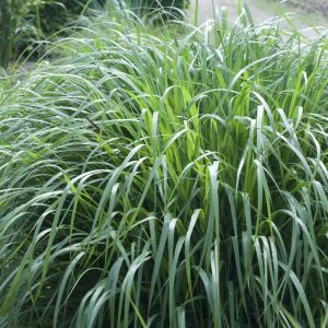 Panicum virgatum
