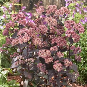 Sedum Jose Aubergine