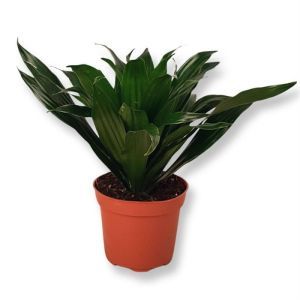 Dracaena Compacta 12cm