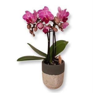 Phalaenopsis mini Pink