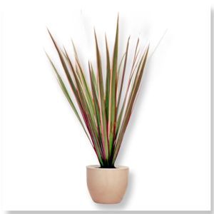 Dracaena Bicolor 8 cm