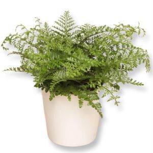 Asplenium Parvati