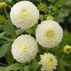 Dahlia White Aster