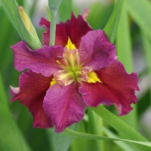 Iris Louisiana Rhett