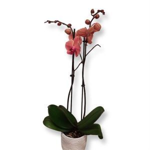 Phalaenopsis Peach jam2