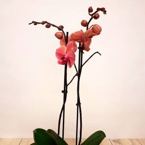 Phalaenopsis Peach 11 cm