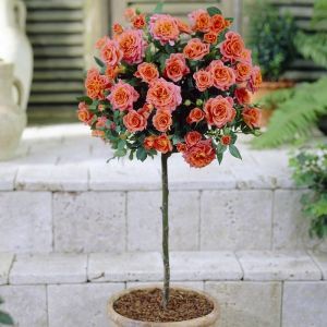 Standard Pot Rose Orange 100/130 cm