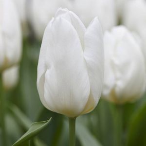 Tulip White Prince 11/12