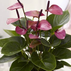 Anthurium Purple 12 cm