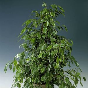 Ficus benjamina Golden King 27cm pot 140cm