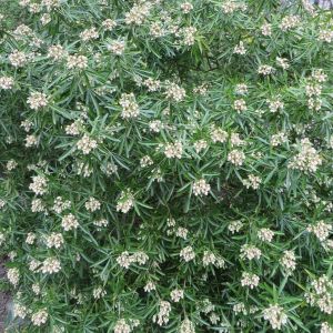 Choisya Aztec Pearl Hedge