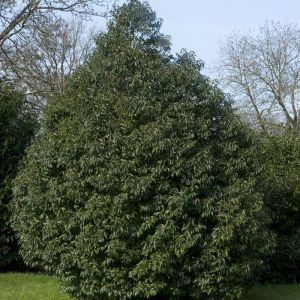 Prunus lusitanica angustifolia 9 cm