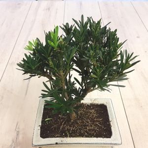 Podocarpus macrophyllus.jpg