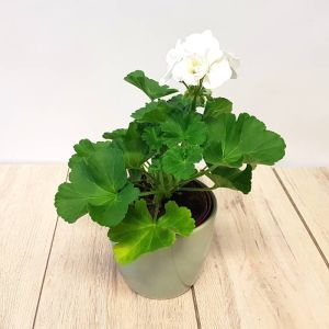 Pelargonium zonale White 10 cm Pot