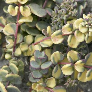 Sedum sieboldii Mediovariegata