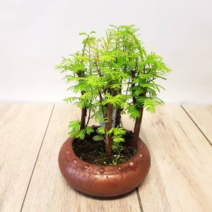 Bonsai Metasequoia Forest 16 cm Pot