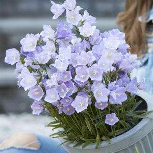 Vrouw met klokjesbloemen