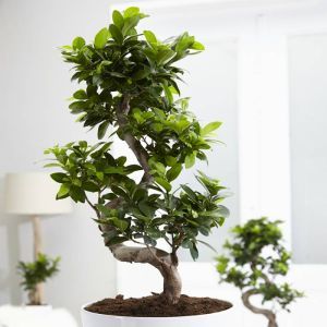 Bonsai Ficus Retusa (microcarpa) Ginseng 21 cm pot