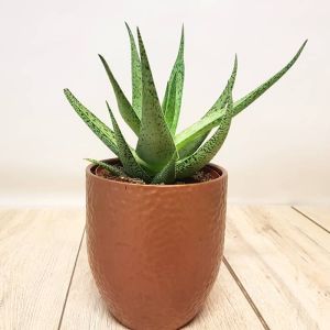 Aloe variegated