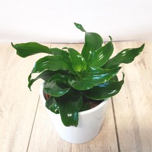 Dracaena fragrans Twist 12cm pot