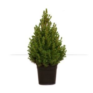 Picea Conica Christmas Tree 23 cm pot