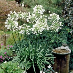 Agapanthus africanus Albus