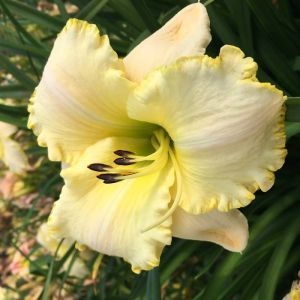 Hemerocallis Spacecoast White Out Bare root