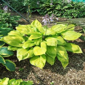 Hosta Sum and Substance  Bare root