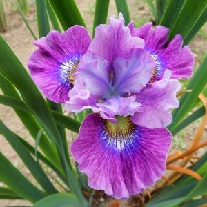 Iris sibirica Careless Sally Bare Root