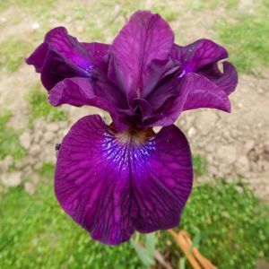Iris sibirica Devils Dream Bare Root