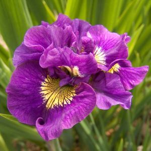 Iris sibirica Double Standard Bare Root