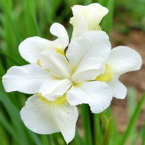 Iris sibirica Esther Bare Root