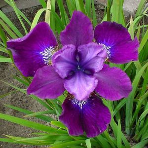 Iris sibirica Ewen Bare Root