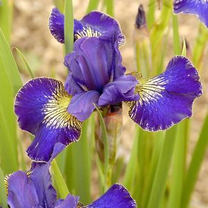 Iris sibirica Golden Edge Bare root