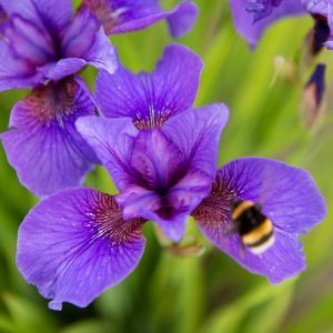 Iris sibirica Reprise Bare root