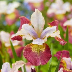 Iris sibirica Sugar Rush Bare root