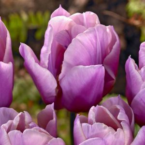 Tulip Holland Beauty 10/11