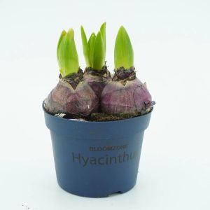 Hyacinth Blue in pot