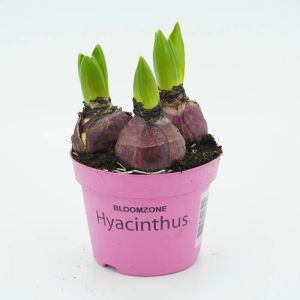 Hyacinth Pink in pot